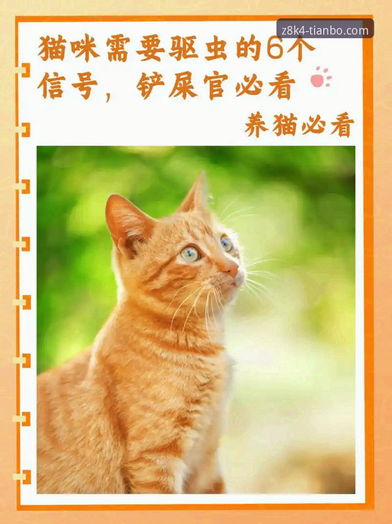 新手必看：天博体育Z8K4教程手机版vs网页版，哪一个更适合你？